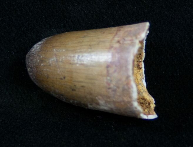 Well Preserved Fossil Crocodile Tooth - Morocco #10049